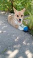 /album/didi-diana-lady-urban-corgis-nar-20-3-2016/a1-1-jpg/